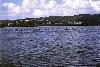 Volo di  fenicotteri dalle saline dell'isola di san pietro