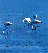 Fenicotteri rosa in pesca nello stagno delle saline di carloforte